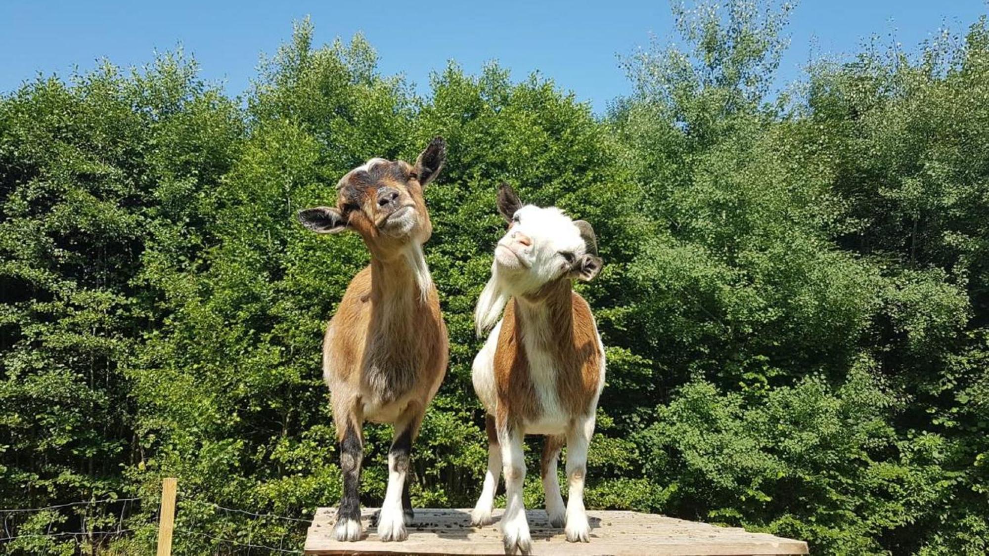 Kollnburg Ferienbauernhof Mehlbachゲストハウス エクステリア 写真